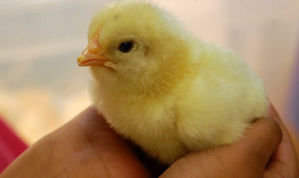 Gorjuss Little Violet pollito manos